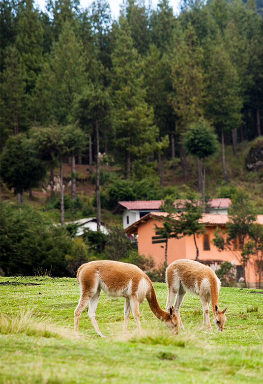 granja-porcon_card